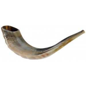 Ram Horn Polished Shofar in Brown by Barsheshet – Ribak (10